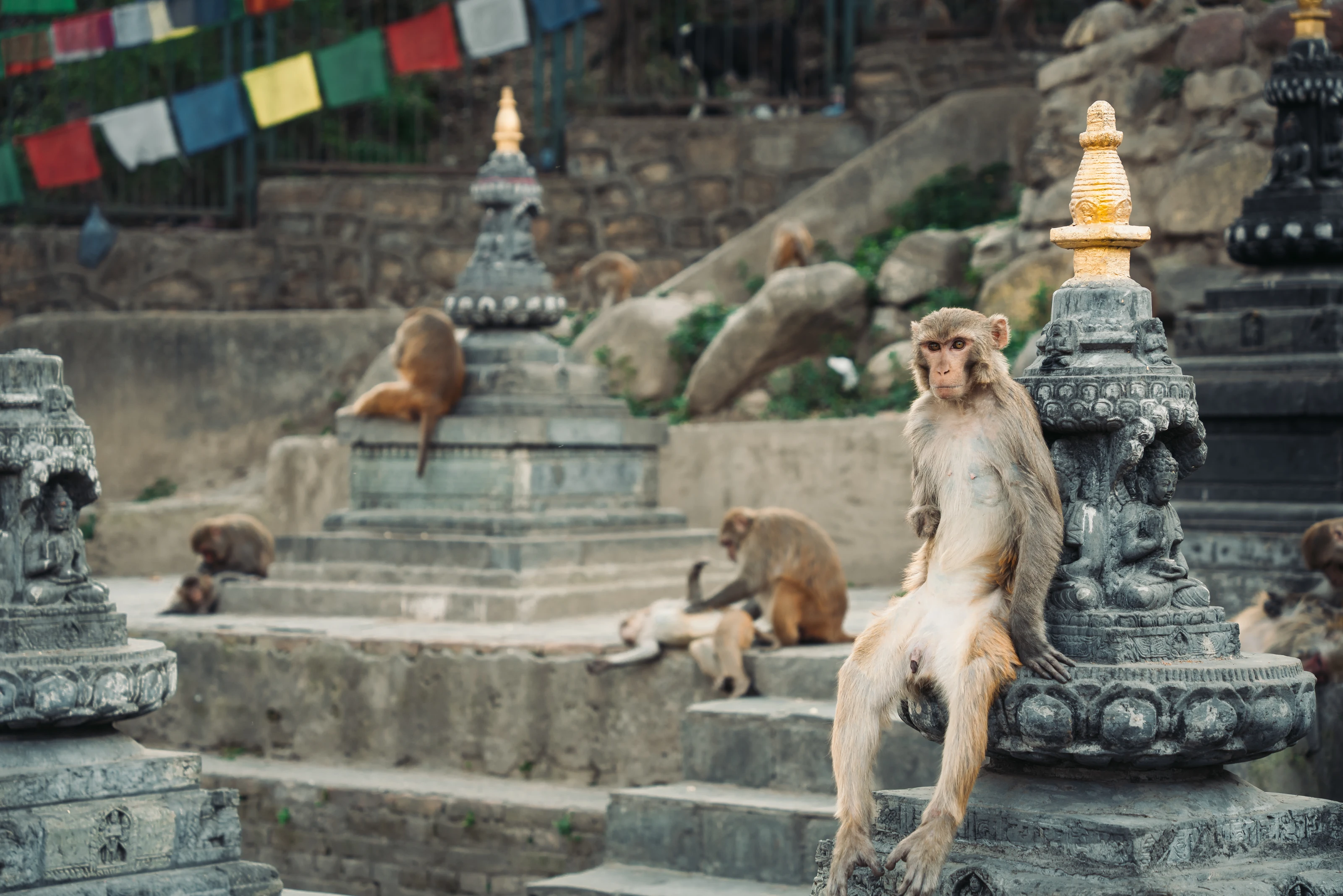 disc-nepal-480
