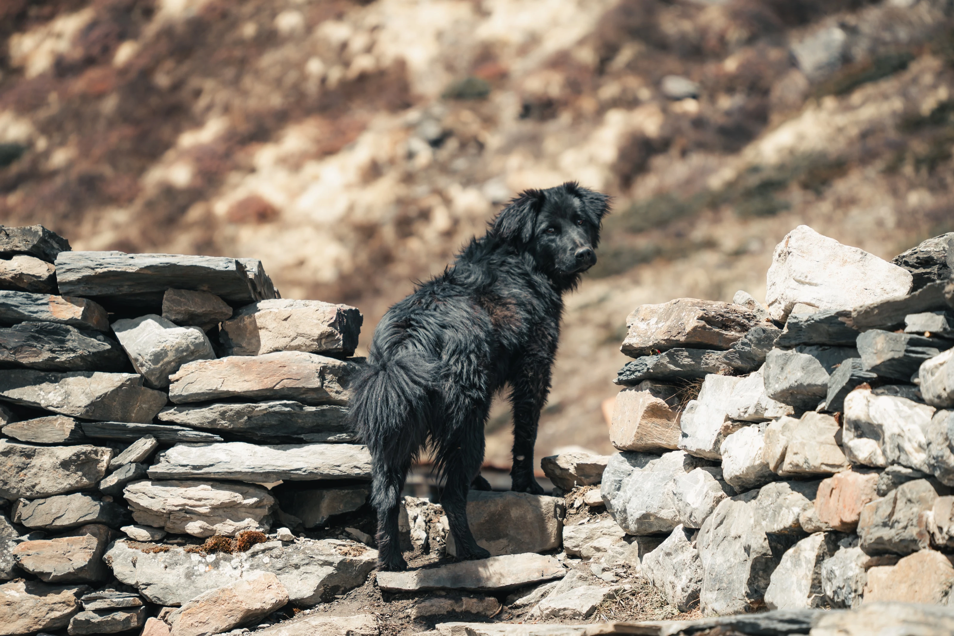 nepal-R11